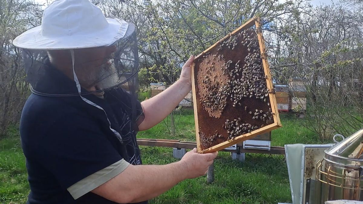 Extrémní počasí zatěžuje včely, mohou se upracovat k smrti